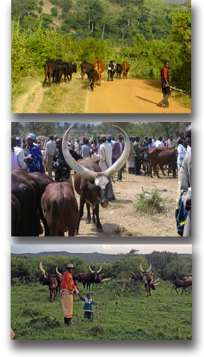 Eleveurs de Watusi