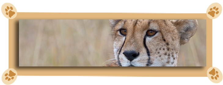 guepard