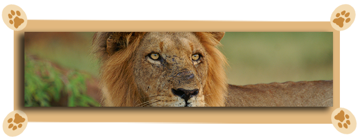 lion