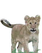 lion menu