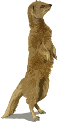 mangouste jaune